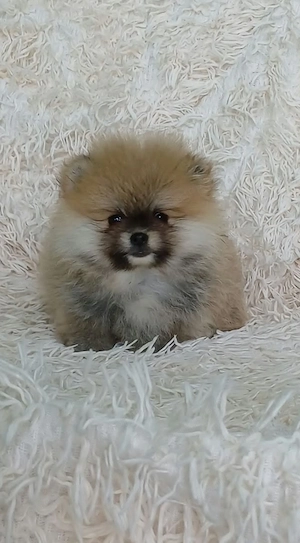 Spitz kiskutyák eladók  - kép 3