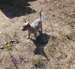 Csivava Chihuahua kislány törzskönyvvel rendelkező  - kép 3