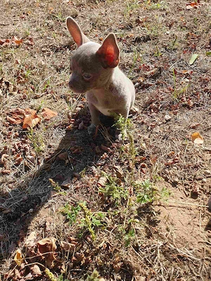 Csivava Chihuahua kislány törzskönyvvel rendelkező  - kép 2