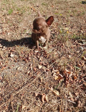 Gyönyörű rövid orrú Törzskönyvezett Chihuahua Csivava kislány  - kép 4