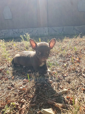 Gyönyörű rövid orrú Törzskönyvezett Chihuahua Csivava kislány  - kép 2