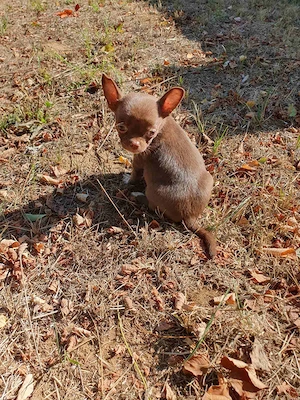 Gyönyörű rövid orrú Törzskönyvezett Chihuahua Csivava kislány  - kép 3