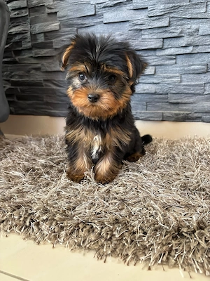 Mini Yorkshire terrier Yorki Kiskutyák - kép 2