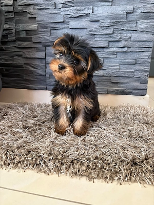 Mini Yorkshire terrier Yorki Kiskutyák - kép 3