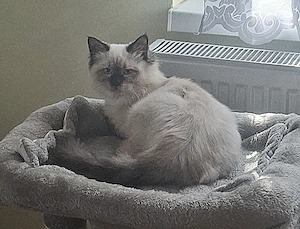 Ragdoll kiscicák eladók  ár alatt! - kép 2