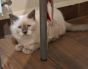 Ragdoll kiscicák eladók  ár alatt! - kép 4