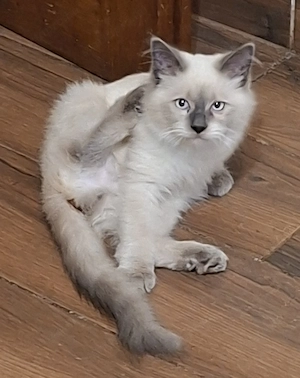 Ragdoll kiscicák eladók  ár alatt! - kép 3