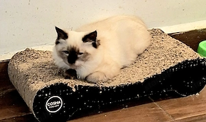 Ragdoll kiscicák eladók  ár alatt! - kép 5