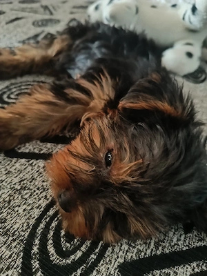 yorkie kisfiú 