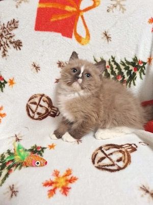 Cherubim ragdoll cicák foglalhatóak.