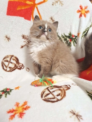 Cherubim ragdoll cicák foglalhatóak. - kép 2