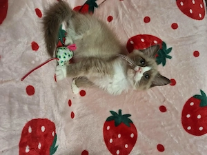 Cherubim ragdoll cicák foglalhatóak. - kép 6