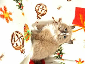 Cherubim ragdoll cicák foglalhatóak. - kép 4
