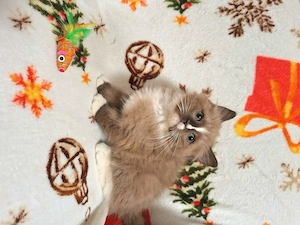 Cherubim ragdoll cicák foglalhatóak. - kép 3