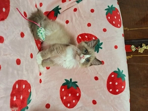 Cherubim ragdoll cicák foglalhatóak. - kép 10