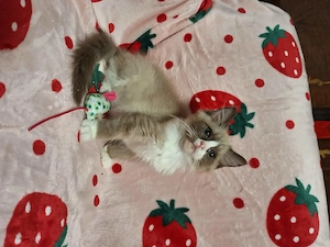 Cherubim ragdoll cicák foglalhatóak. - kép 7