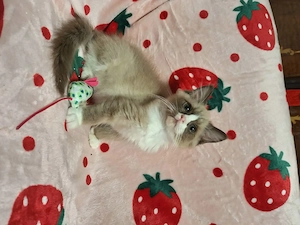 Cherubim ragdoll cicák foglalhatóak. - kép 9