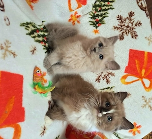 Cherubim ragdoll cicák foglalhatóak. - kép 5
