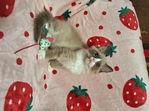 Cherubim ragdoll cicák foglalhatóak. - kép 8