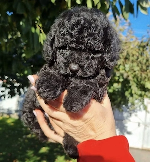 Maltipoo kölykök  - kép 3