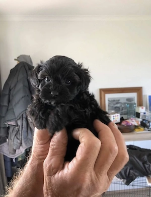 Maltipoo kölykök  - kép 5