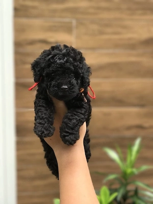 Maltipoo kölykök  - kép 2