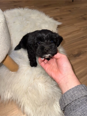 bichon havanse  - kép 5
