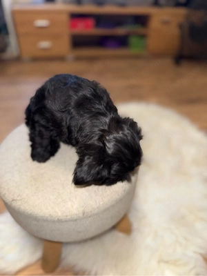 bichon havanse  - kép 2