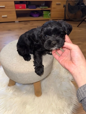 bichon havanse  - kép 6