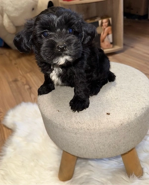 bichon havanse  - kép 3
