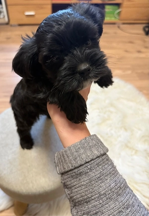 bichon havanse  - kép 8