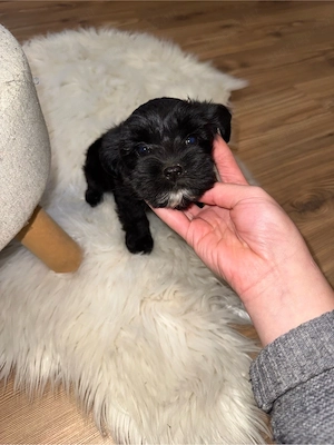 bichon havanse  - kép 7