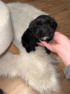 bichon havanse  - kép 4