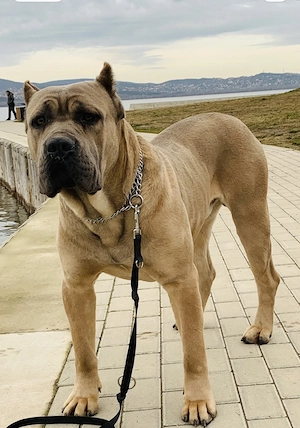  Cane Corso szuka Euch Wch ősökkel tenyésztői garanciával eladó - kép 6
