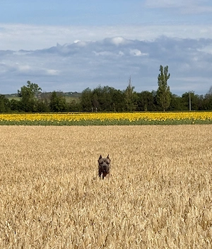  Cane Corso szuka Euch Wch ősökkel tenyésztői garanciával eladó - kép 8