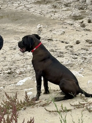  Cane Corso szuka Euch Wch ősökkel tenyésztői garanciával eladó - kép 3