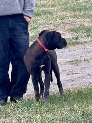  Cane Corso szuka Euch Wch ősökkel tenyésztői garanciával eladó - kép 2