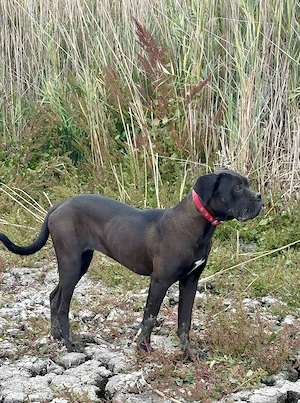  Cane Corso szuka Euch Wch ősökkel tenyésztői garanciával eladó - kép 4