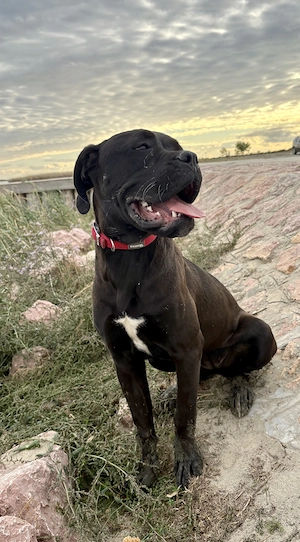  Cane Corso szuka Euch Wch ősökkel tenyésztői garanciával eladó - kép 7