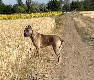  Cane Corso szuka Euch Wch ősökkel tenyésztői garanciával eladó - kép 5