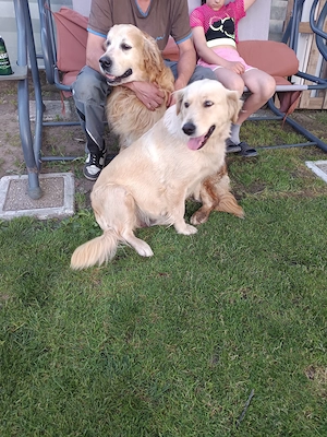 Golden retriever kölykök törzskönyves szülőktől - kép 4