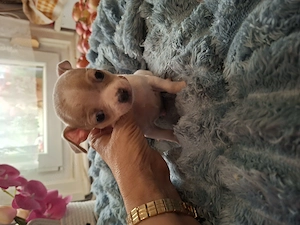 Picurka csivava kisfiú. - kép 3