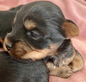 Yorkie kiskutyák foglalhatók , eladók! - kép 5