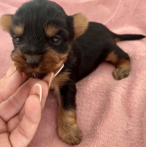 Yorkie kiskutyák foglalhatók , eladók! - kép 2