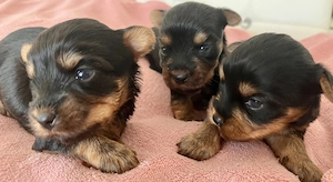 Yorkie kiskutyák foglalhatók , eladók! - kép 4