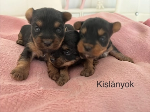 Yorkie kiskutyák foglalhatók , eladók! - kép 3