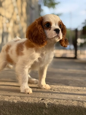 cavalier king charles kisfiú  - kép 2