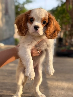 cavalier king charles spaniel kisfiú  - kép 3