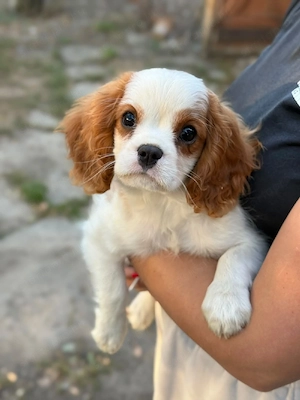cavalier king Charles kisfiú  - kép 2