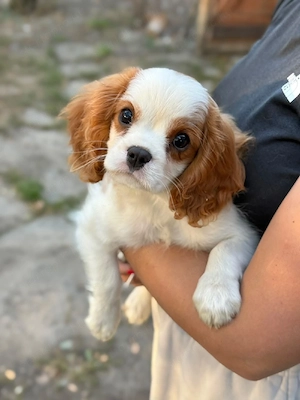 cavalier king charles kisfiú 